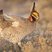 Lesser Prairie-Chicken
